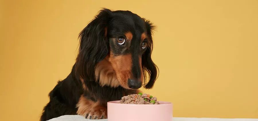 Best Food For Dachshund